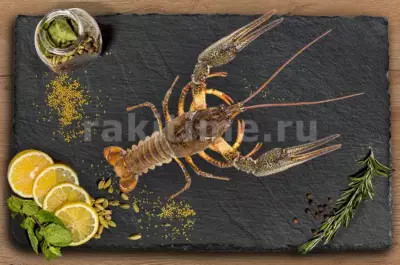 Живые Раки №4 отборные